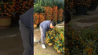 Beautiful Kumquat Plants satisfyingshot [upl. by Jeffcott27]