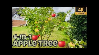 Planting my 4 in 1 Grafted Apple Tree [upl. by Huskamp]