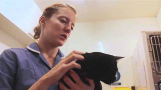 RSPCA Appeal  Helping stray cats find a home [upl. by Niggem]