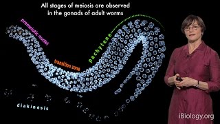 Abby Dernburg UC Berkeley  LBNL  HHMI Part 1 Meiosis an Overview [upl. by Lerraj]