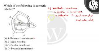 Which of the following is correctly labelled a AReissners memb [upl. by Cirde]