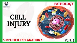 Cell Injury Pathology  Apoptosis  Part 3 [upl. by Livingstone]