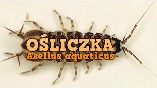 Ośliczka wodna  Asellus aquaticus  Krewetkarium [upl. by Tommi]