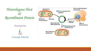 Recombinant Protein amp Heterologous Host  Biotechnology Principles and Processes Part 8  Class 12 [upl. by Yensehc]