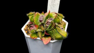 Cephalotus  Growing Cephs in 100 Degree Weather Not Impossible [upl. by Matilda]