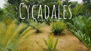 Cycadales 2020  Cycad Cycas Zamia Cultivation Review [upl. by Aserehs617]