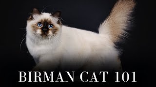 Birman Cat with Loud Meow Explores My Garden  PoathTV Funny Cat Video  PoathCats [upl. by Copland]