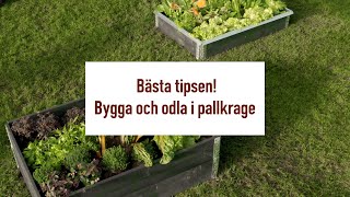 Bästa tipsen för att bygga och odla i pallkrage [upl. by Hite]