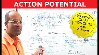 Action Potential in Neurons  Neurology  Dr Najeeb [upl. by Buckie]