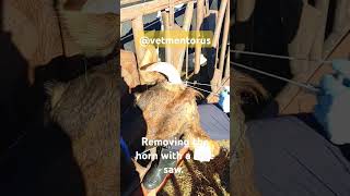 Adult cow dehorning with wire saw Video 34 cow farming dehorn vetmentorus vet [upl. by Simpkins812]