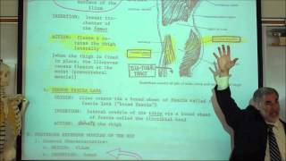 ANATOMY MUSCLES OF THE PERINEUM amp THIGH by Professor Fink [upl. by Francie]