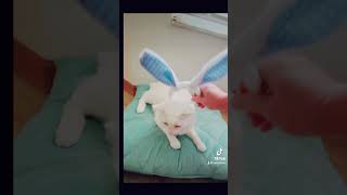 Cabbit cat whitekitty catlover pets cutewhitecat funny ziggythecat shorts [upl. by Grannie952]