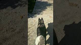 Pretty Girl Akita Bella Lu Walking at the Park Akita walking doglife naturewalk [upl. by Oliric2]