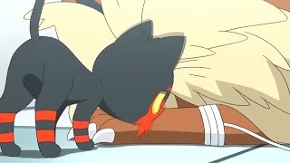 litten and stoutland pokemon amv [upl. by Itirahc]