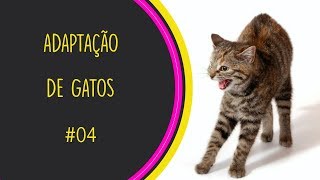 ADAPTAÇÃO DE GATOS  PARTE 04  INCLUSÃO PELA CAIXA DE TRANSPORTE [upl. by Yttel]