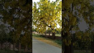 Amaltas tree amaltas Golden shower tree beautiful goldentree  cassia fistula  yellow leaves [upl. by Inah]