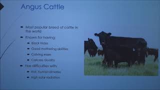 Comparing Bos taurus and Bos Indicus cattle 2018 [upl. by Brozak865]