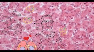 Liver Histology hepatic lobule acinus portal lobule hepatocytes [upl. by Byrle347]