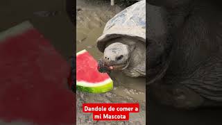 Mi hermosa tortuga 🐢 comiendo su sandía 🍉🍉🍉🍉 [upl. by Onaivlis317]