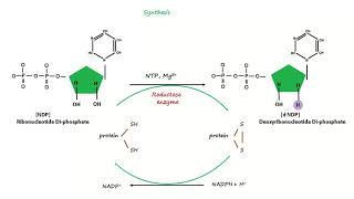 Deoxyribonucleotide Synthesis [upl. by Kwapong]