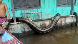 12 ANACONDAS GIGANTES CAPTADAS EN BRASIL parte 2 [upl. by Mandie334]