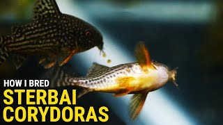 How I Bred Sterbai Corydoras at Home [upl. by Atel581]