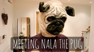 MEETING NALA THE PUG  Vlogmas 2014 [upl. by Scurlock]