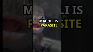 The Fish Tongue Parasite facts viralshorts trending [upl. by Anilek577]