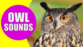 OWL Sounds  Different Types of Owls and Their Sounds [upl. by Fink678]