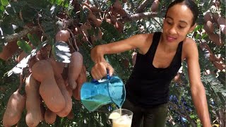 Jamaican Tamarind Drink RECIPE Tamarind BENEFITS  HOW to EAT Tamarinds  Earths Medicine [upl. by Airamzul]