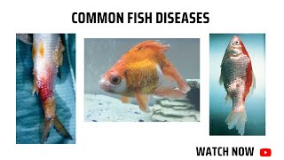 Common fish diseases [upl. by Aiki]