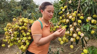 Harvesting Litchi Fruit Garden goes to the market sell  Animal Care  Lý Thị Ca [upl. by Marni]