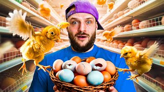 I Hatched An Army Of Supermarket Eggs [upl. by Nameloc]