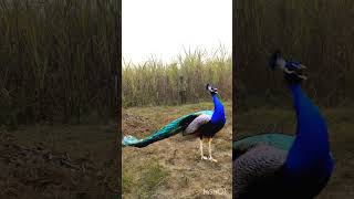 Forestvtrmorpeacock vfx followers kartenangqolbu [upl. by Encratis]