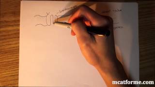 MCAT Biology Lecture Peptide vs Steroid Hormone [upl. by Ihcas368]