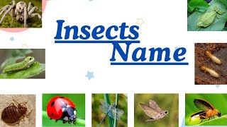 Insects name insects  insects name in english and hindi Brainybunch55 [upl. by Pentheas874]