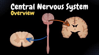 Overview of the CNS Pars Neurons Neuroglia White amp Grey Matter Development  Anatomy [upl. by Eylloh433]