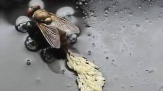 how fly lays eggs [upl. by Sackey]