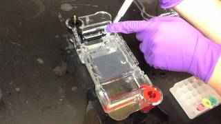 Lab Protocol  Gel Electrophoresis Unit 12 Biotechnology [upl. by Nachison]