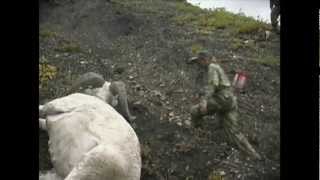 Archery Dall Sheep Hunt  MossBack [upl. by Aytak945]