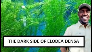 Cheap aquarium plant in Jamaica  Why elodea densa or Egeria Densa plant is connsidered Ivassive [upl. by Ande134]