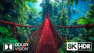 Inner Peace Through Nature in 8K HDR 60FPS Dolby Vision [upl. by Obe43]