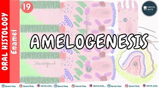 Amelogenesis  Stages of enamel formation  Tomes process  Amelogenin  NonAmelogenin  Dr Paridhi [upl. by Ojybbob673]