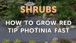 How to Grow Red Tip Photinia Fast [upl. by Hahnert]