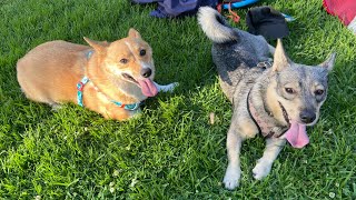 Swedish Vallhund and Corgi Playing [upl. by Airalednac]