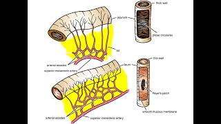 The Jejunum and Ileum PPT Slide Presentation [upl. by Ahsema]