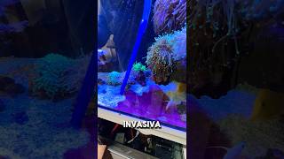 Tratamento de cianobactérias 🦠🦠 aquarium cianobacteria reeftank [upl. by Alyat]