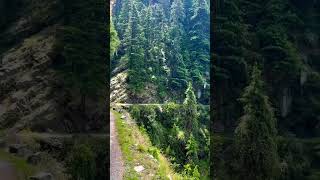 pinetree mountains forest kalatop dalhousie beautiful view himachal [upl. by Ronoh]