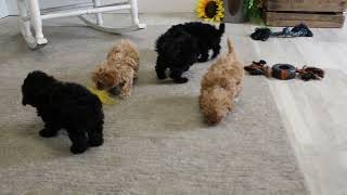 Shih Poo Puppies For Sale [upl. by Staw489]