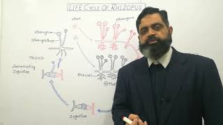 Zygomycota Urdu Hindi medium profmasoodfuzail Life cycle of Rhizopus  Conjugating Fungi [upl. by Leissam]